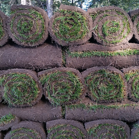 Turfgrass sod small roll pallet 2 Country Garden Farms